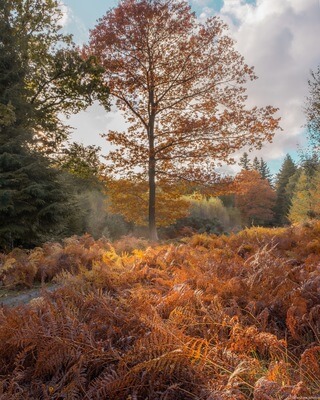 Autumn colours with ferns.