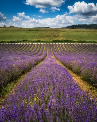 Picture of Lordington Lavender Field - Lordington Lavender Field
