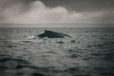 images of Canada - Five Star Whale Watching