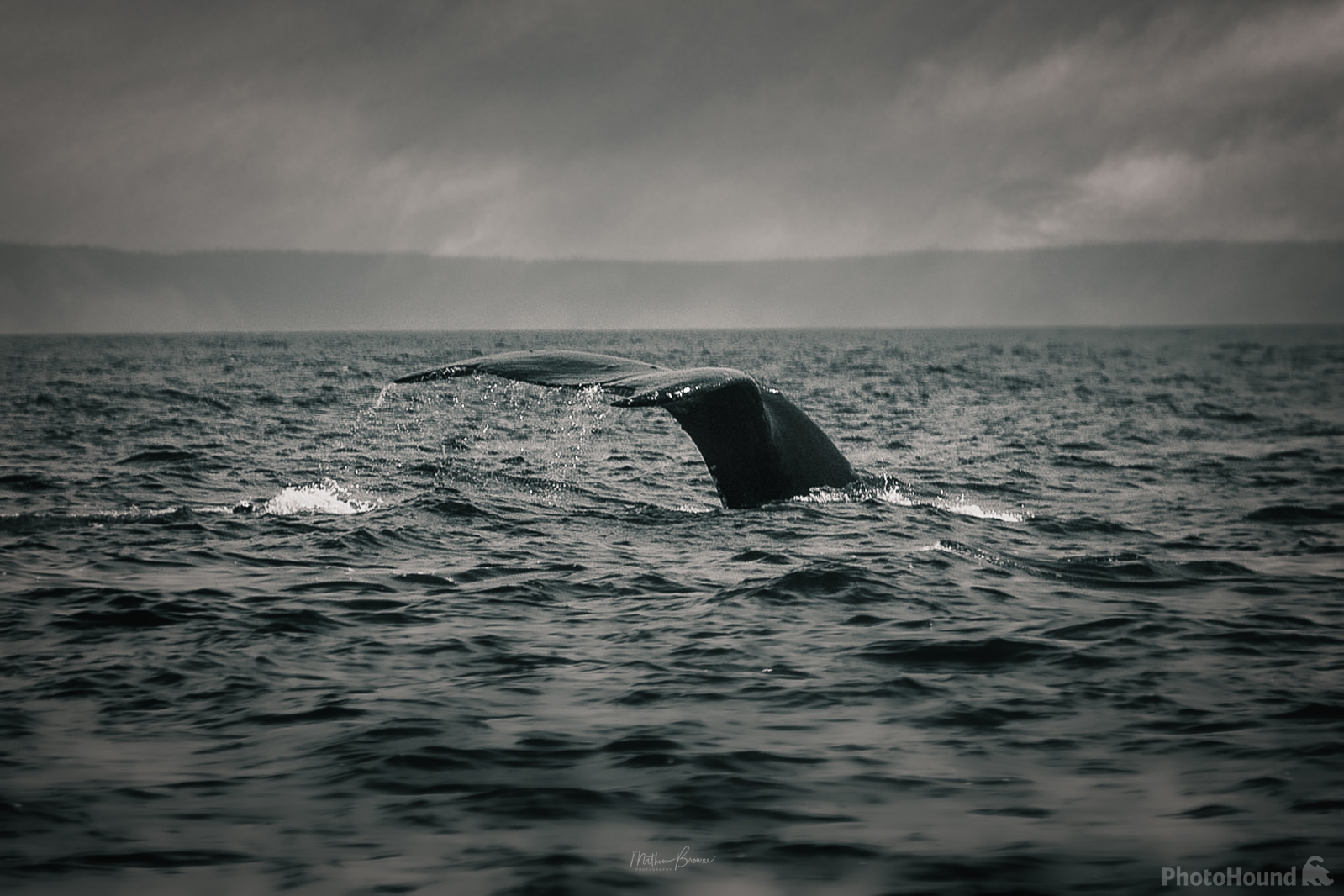 Image of Five Star Whale Watching by Mathew Browne