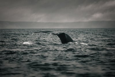 Canada photography spots - Five Star Whale Watching