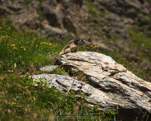 A marmot on the last uphill stretch before the hut