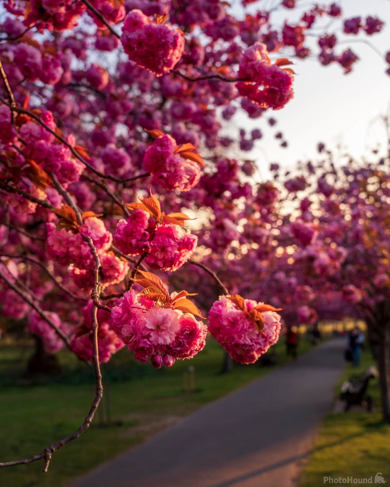 Image of Greenwich Cherry Blossoms by Doug Stratton