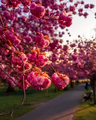 photos of London - Greenwich Cherry Blossoms