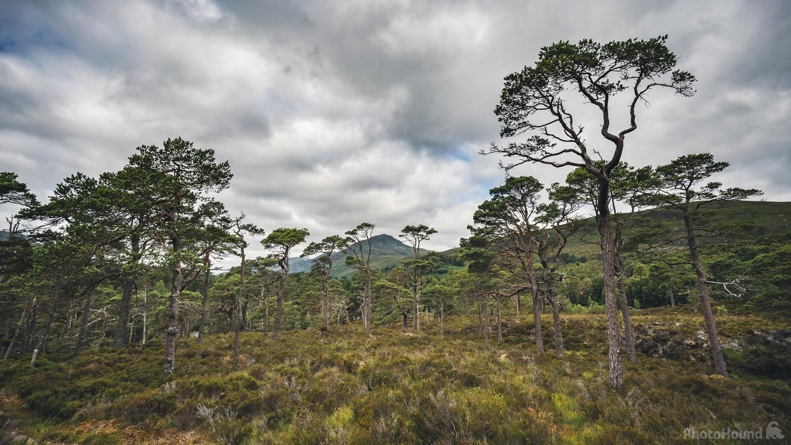 Image of Loch Affric by JAMES BILLINGS
