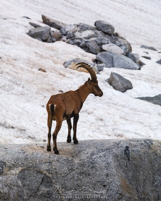 An ibex in the surrounding of the hut
