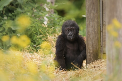 Juni, a baby western lowland gorilla born in December 2020