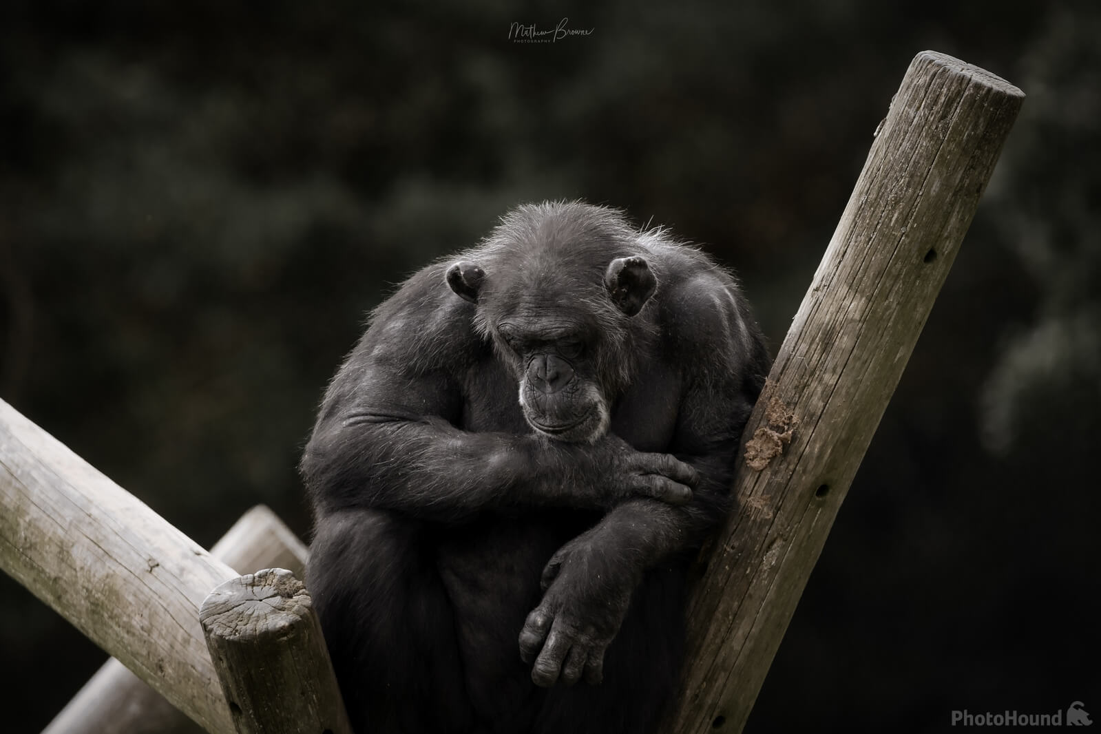 Image of Welsh Mountain Zoo by Mathew Browne