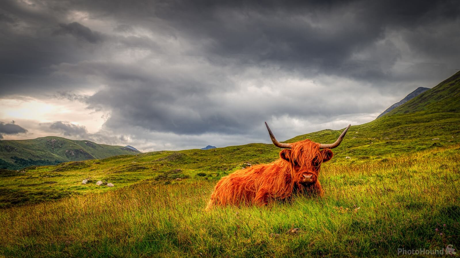 Image of Highland Cow Viewpoint by Jakub Bors