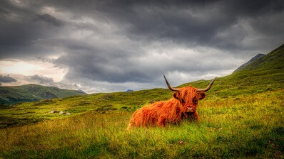 images of Isle Of Skye - Highland Cow Viewpoint