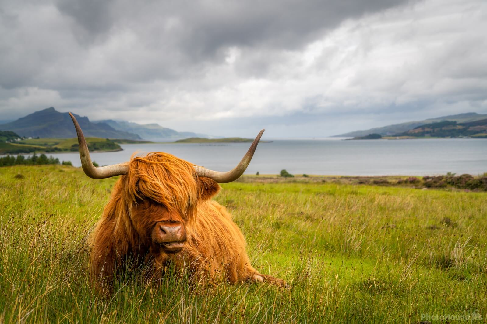 Image of Highland Cow Viewpoint by Jakub Bors