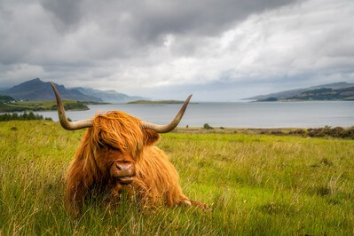 Scotland photography spots - Highland Cow Viewpoint