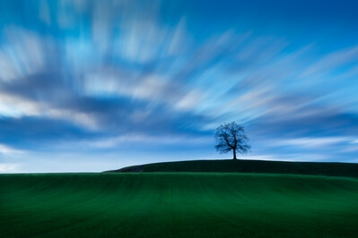 Oberbayern photography locations - Tree of Münsing