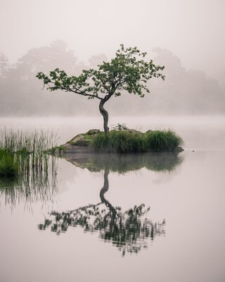 The lone tree on Rydal Water.
