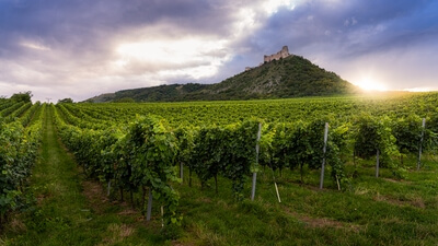 The castle view from below with the vineyards used as a foreground