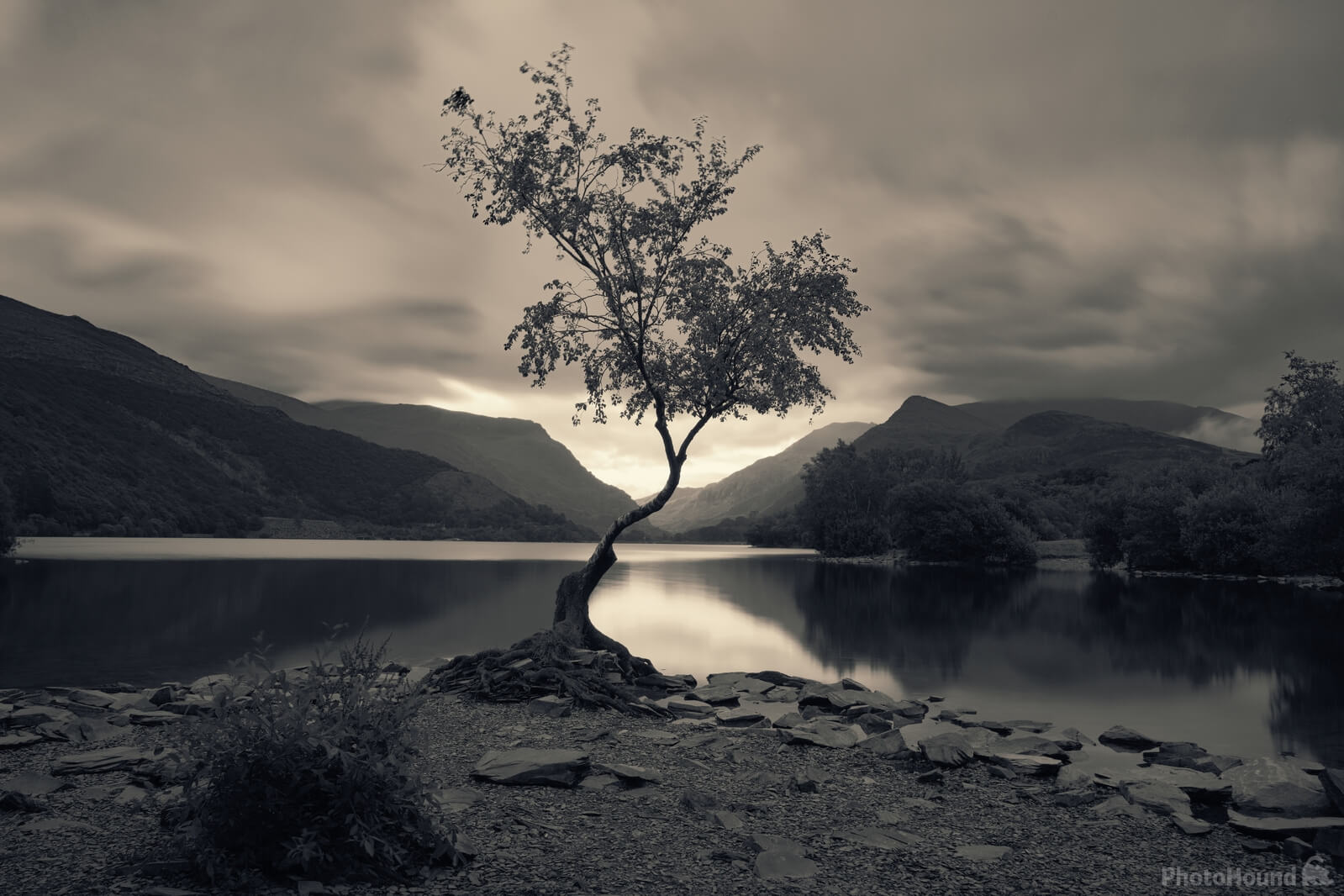 Image of Lone Tree by Chris Isaac
