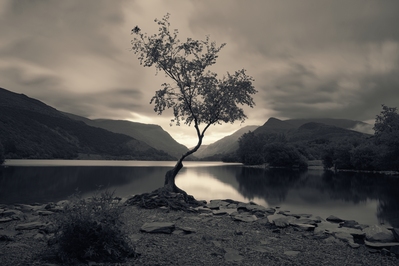 photos of North Wales - Lone Tree