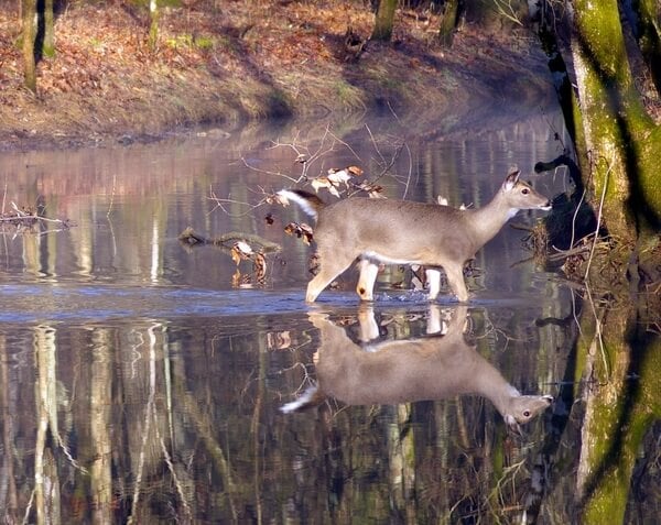 Deer crossing a stream in winter.