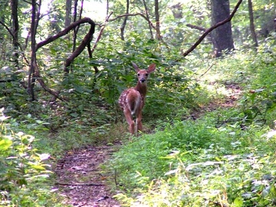 Young fawn on a trail in summer.