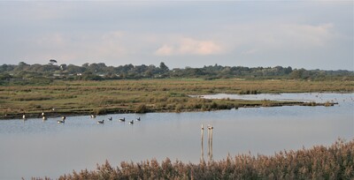 Marshes lagoon
