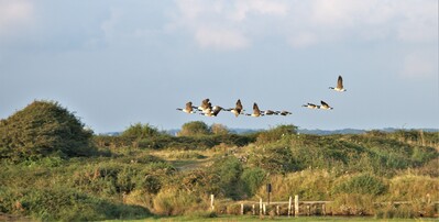 Geese flying over the marshes