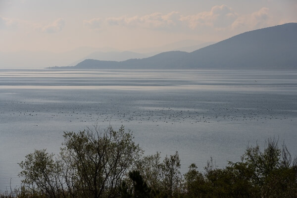A flock of common coots on Lake Prespa