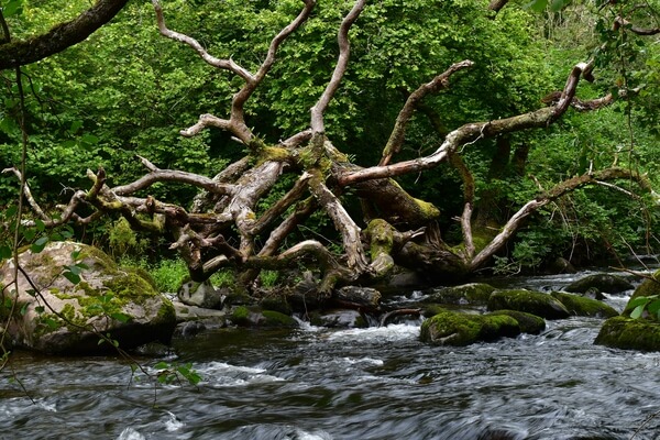 A great tangle of dead trees up the river