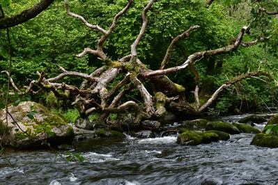 images of North Wales - Afon Dwyfor river, Llanystumdwy