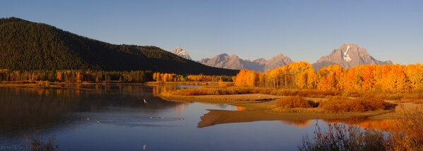 Early October morning shot at Oxbow Bend. This is a panoramic combination of 3 shots. The side of the river was full of photographers, I was fortunate to be able to capture the scene uncluttered.