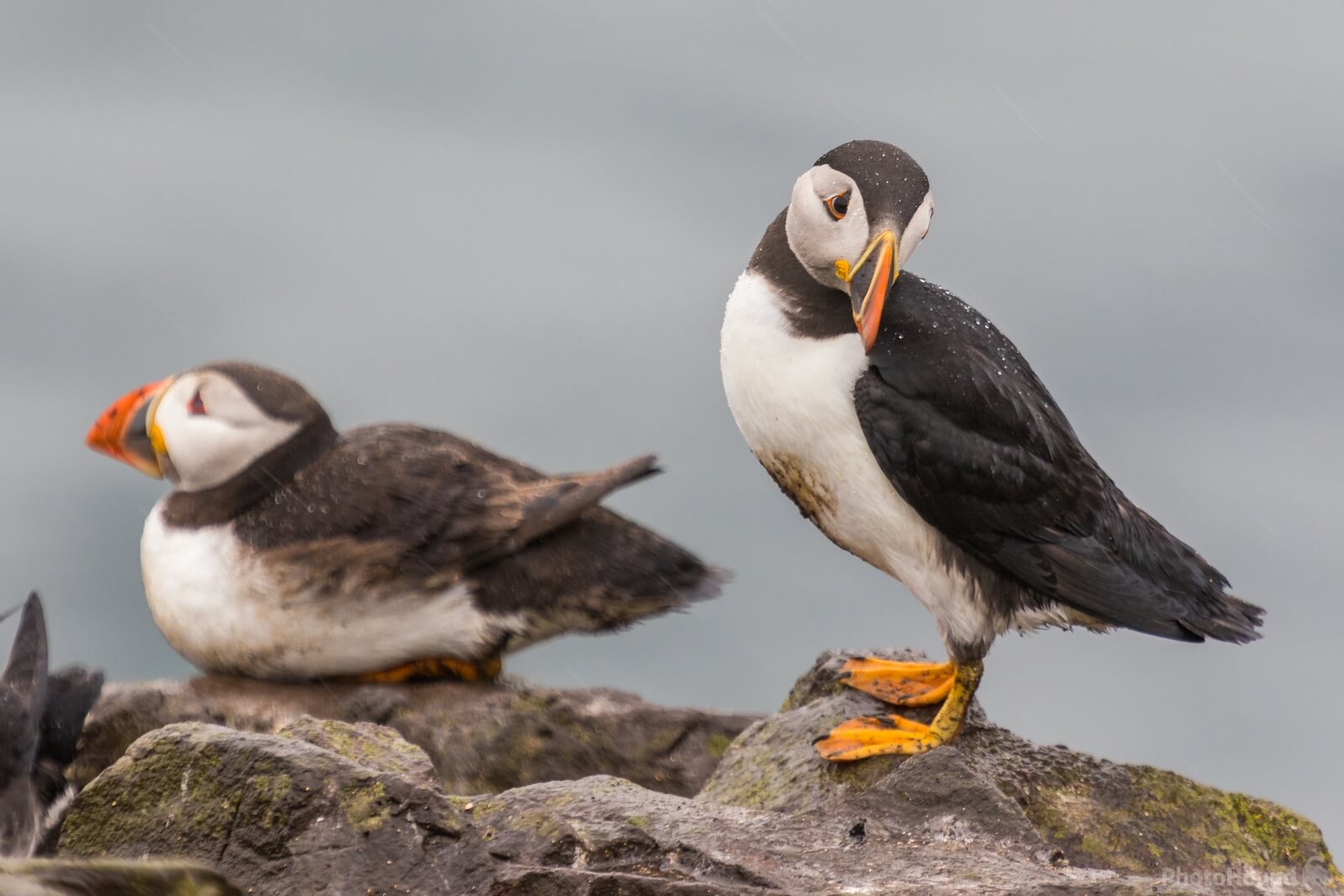 Image of The Farne Islands – Staple Island by Andy Killingbeck