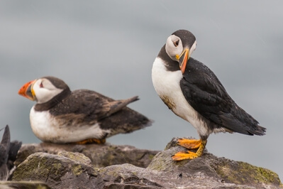 Picture of The Farne Islands – Staple Island - The Farne Islands – Staple Island