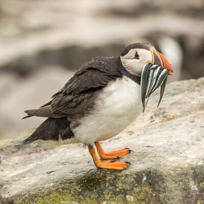 Picture of The Farne Islands – Staple Island - The Farne Islands – Staple Island