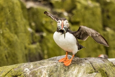 images of Northumberland - The Farne Islands – Staple Island