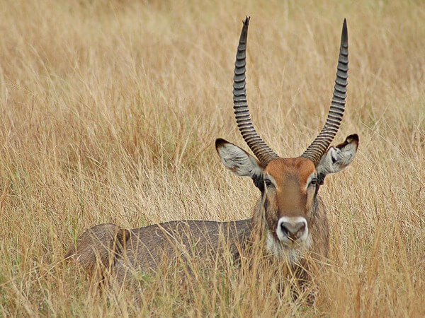 On our first afternoon in QENP, we really wanted to see elephants, but our driver couldn't find any. This waterbuck just stopped us in our tracks, literally! 