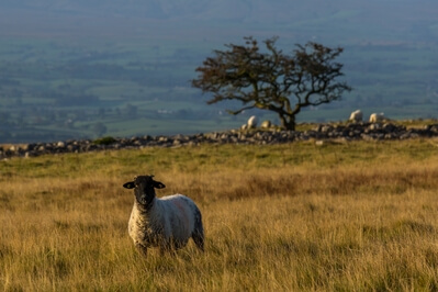Sheep graze freely on the scar