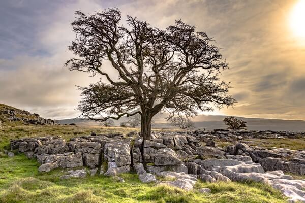 There are many "lone" trees dotted around the landscape