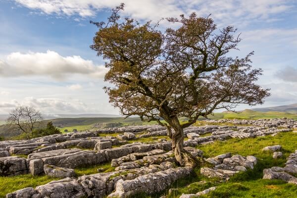 The limestone pavements are known for the "lone" hawthorn trees that cling to the rocks