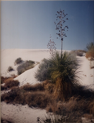 Century plant among the dunes in White Sands National Park.