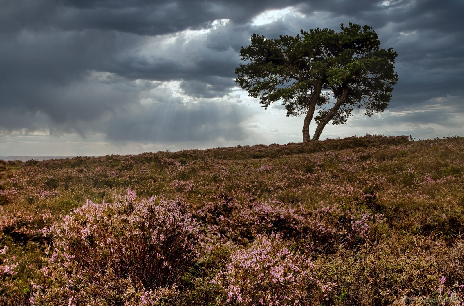 Image of Lone Tree by Andy Killingbeck
