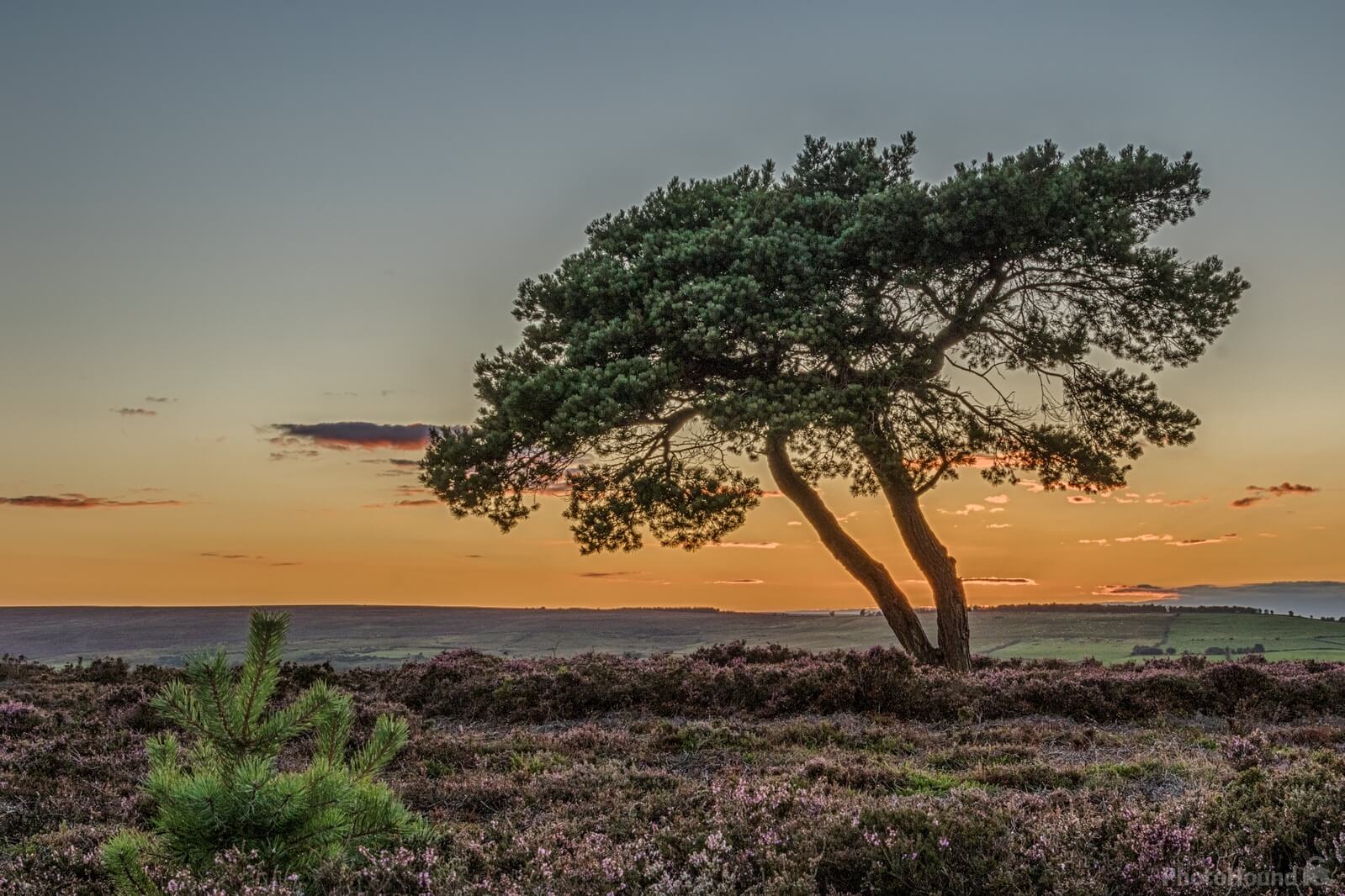 Image of Lone Tree by Andy Killingbeck