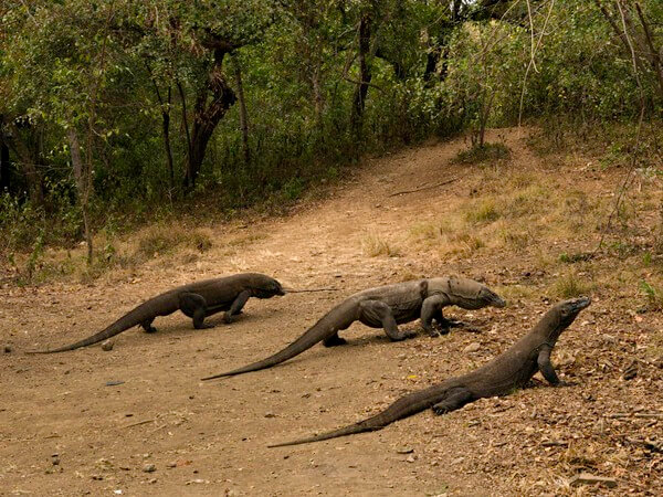 Komodo dragons usually move quite slowly, but are capable of a considerable turn of speed if chasing prey. 