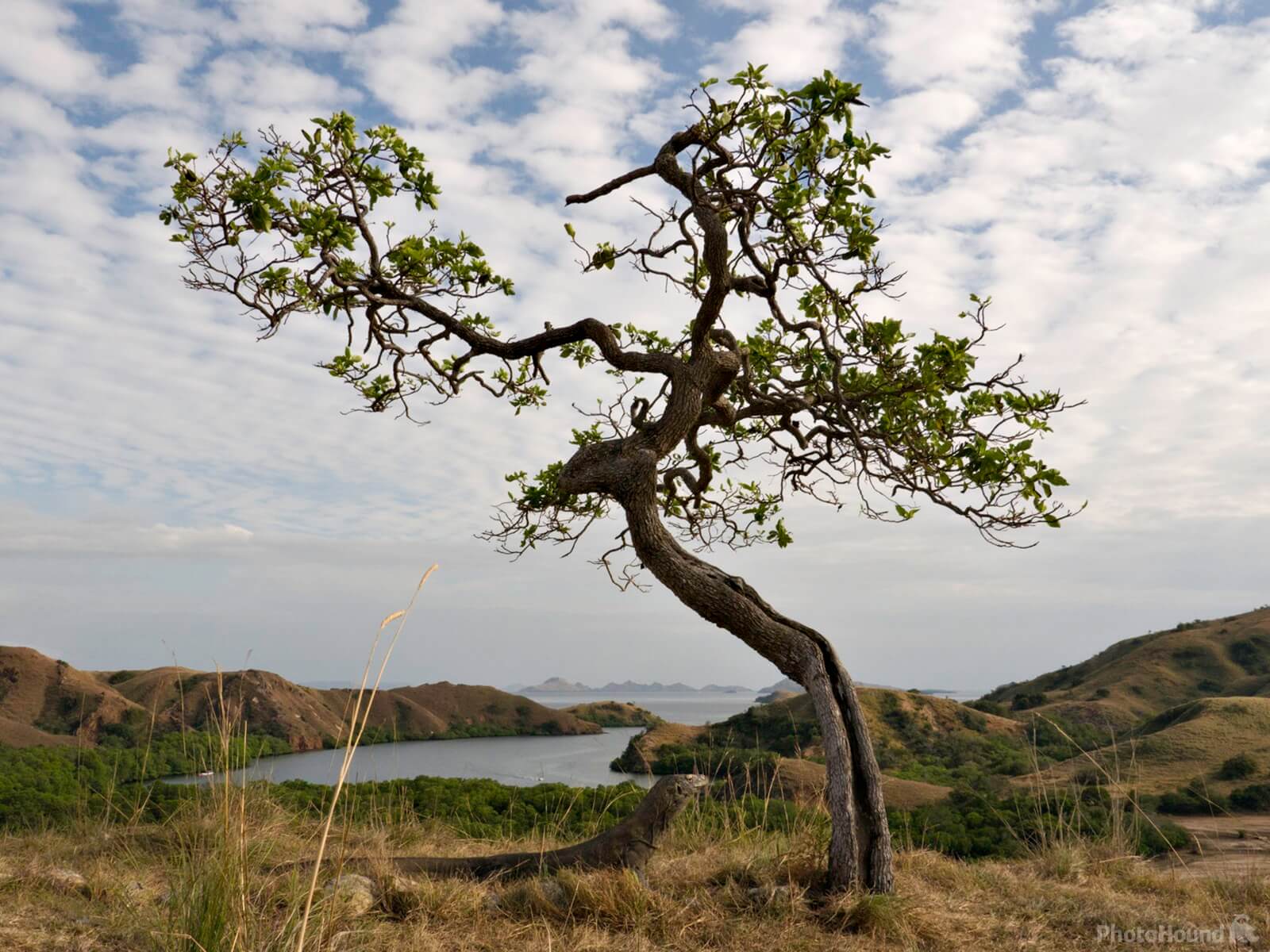 Image of Komodo National Park - Nature Walk at Loh Liang by Sheila Giles