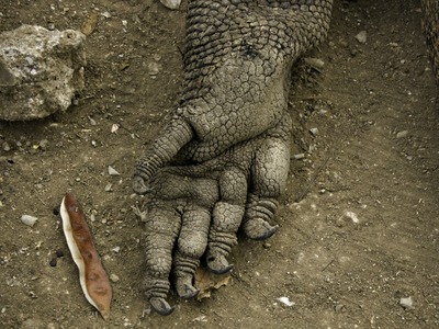 One can only compare a dragon's paw with a human hand, except for the awesome claws! 
