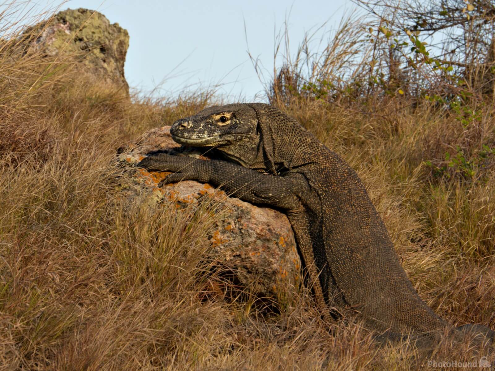Image of Komodo National Park - Rinca Island by Sheila Giles
