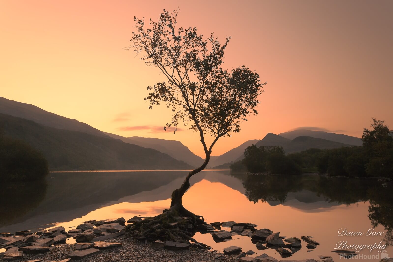 Image of Lone Tree by Dawn Gore