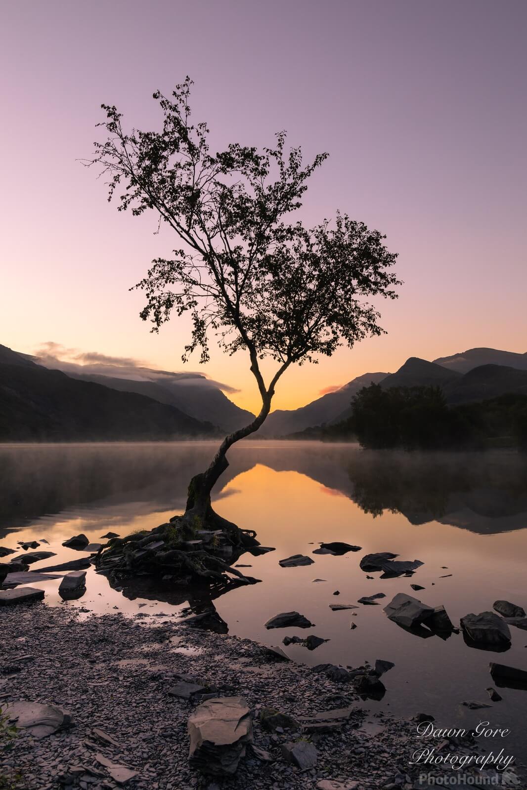 Image of Lone Tree by Dawn Gore