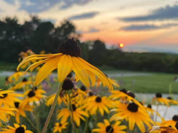 Flower garden