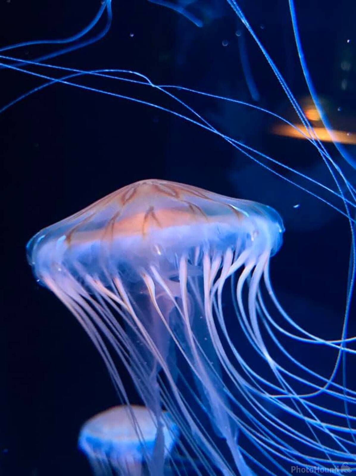 Image of Marinepia aquarium by Zoe Solnick