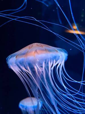 images of Japan - Marinepia aquarium