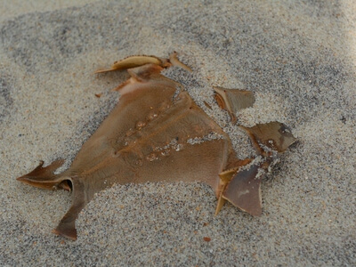 Horseshoe crab shell